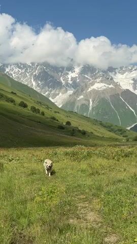 A dog walks toward the camera in a grassy field. In the background, a majestic mountain range with snow-capped peaks and glaciers dominates the view, with a clear blue sky and fluffy white clouds above. The scene is bathed in bright sunlight.