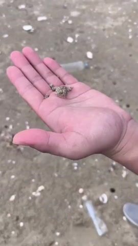 The video begins with a close-up shot of a person's open palm, which is covered in fine sand. Resting on the palm is a small, sand-colored crab, partially obscured by sand. The crab has visible legs and what appears to be a segmented body. The background is a sandy beach with scattered shells and some blurry plastic debris, including a plastic bottle. The camera slowly zooms in on the crab, providing a more detailed view of its texture and limbs. The video captures the crab in its natural environment, emphasizing its camouflage and small size.