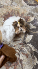 Dog plays with toy reindeer in Plovdiv home