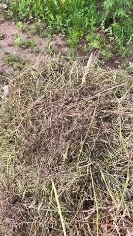 A hand reaches into a pile of dried grass and green vegetation. The camera then pans across the vegetation, showing a close-up of the grass and leaves. The scene is outdoors with green plants visible in the background.