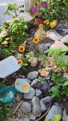 Ducklings, sunflowers, and summer greenery in rural Uzbekistan