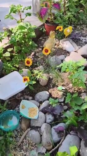 Ducklings, sunflowers, and summer greenery in rural Uzbekistan