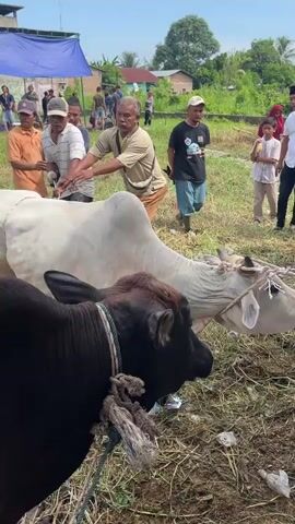 Certainly! Here's a concise description of the video:

The video shows a group of men in a grassy field preparing a white cow for slaughter. Some men are pulling ropes tied to the cow's legs to restrain it, while others are watching. A man in a white shirt and Muslim headwear appears to be reciting something from a paper. Another black cow is tied in the foreground. In the background, there are houses and people gathered under a blue tarp. The scene appears to be a traditional ritual or ceremony.