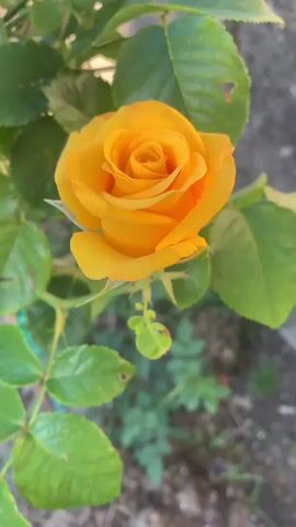 This is a vertical video of a single orange rose in focus. The rose is in the upper center of the frame. The rose has many petals layered around a central bud. The rose has a green stem and several green leaves. The background is blurred and appears to be a garden with some dirt and other plants. The video is approximately 4 seconds long and has no audio.