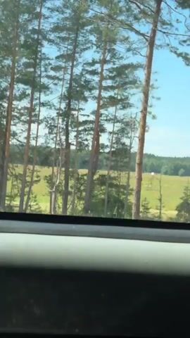 The video captures a view through a window, likely from inside a vehicle, as it moves. The foreground features the textured, dark grey surface of what appears to be the interior of the vehicle, possibly a car door or dashboard, with a thin black strip along the top edge. Beyond this, the scene opens to a bright, sunny day. A field of green and yellow grasses stretches into the distance, bordered by a dense line of green trees on the horizon. Several tall, slender pine trees are visible in the middle ground, some appearing dry or bare in sections. The sky is a clear, vibrant blue with a few wispy white clouds. The overall impression is a scenic view of a rural or natural landscape, suggesting travel through an open area.
