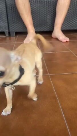 A fawn-colored chihuahua with a black collar walks across a tiled floor. In the background, a person's bare legs are visible. The chihuahua briefly looks at the camera before continuing to walk. The environment appears to be an outdoor patio with wicker furniture.
