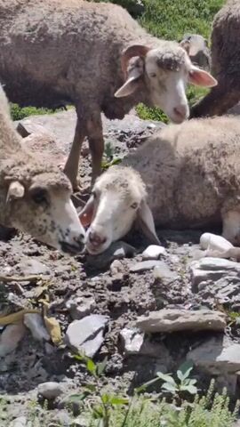 The video shows a flock of sheep in a rocky, outdoor environment with green vegetation and a body of water in the background. Several sheep are visible, some standing and others lying down. One sheep in the foreground is lying on its side. Another sheep is standing behind it, with its head down. A third sheep is in the background, also standing. The sheep appear to be of a light brown or tan color, with woolly coats. The ground is covered in dirt, rocks, and some sparse greenery. In the background, there is a glimpse of a metal bridge and some structures. The overall setting appears to be a mountainous or hilly region.