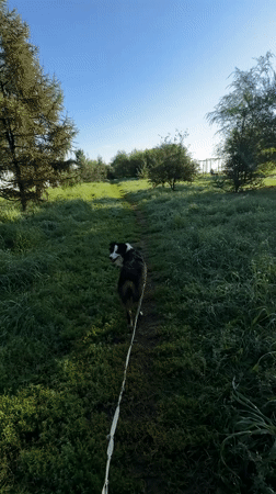 Dog walk and city views along the Krasnoyarsk riverside