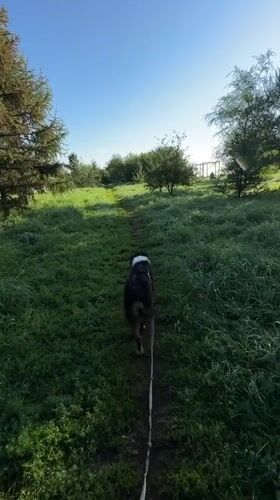 Dog walk and city views along the Krasnoyarsk riverside