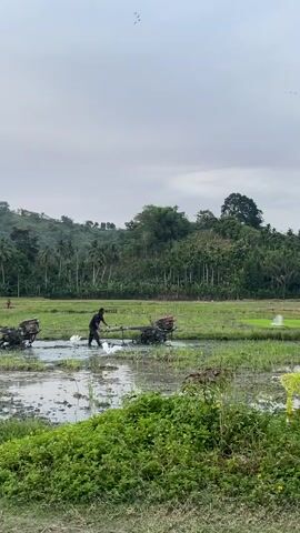 Two men are shown plowing a rice paddy with two-wheeled tractors. The men are walking behind the tractors, guiding them through the muddy water. The rice paddy is surrounded by lush green vegetation and palm trees. In the background, a hill covered in trees rises above the landscape. The sky is overcast. White birds are visible in the water around the tractors.