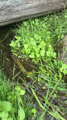 A small butterfly is perched on a weathered wooden log that spans over a shallow, green-tinged stream. Lush green grass and clover grow along the banks of the stream, with some wider leaves interspersed. The stream itself appears to be flowing gently, with some submerged plant matter visible. In the background, more greenery and trees suggest a natural, possibly wooded environment. The camera pans slightly to the right, offering a wider view of the stream and its surroundings, with the butterfly remaining in view on the log.