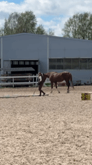 Horses observed training and grazing at Russian equestrian facility