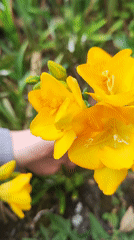 Garden activities documented in Pico da Pedra, Portugal