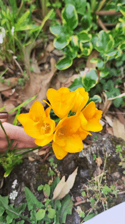 Garden activities documented in Pico da Pedra, Portugal