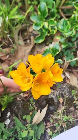 A hand wearing a grey sweater sleeve reaches out to touch a group of bright yellow freesia flowers growing in a garden. The flowers are in full bloom, with a few buds still closed. The ground around the flowers is covered in dirt, moss, and other greenery. The background is blurred.