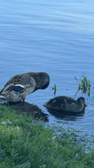 Ducks and ducklings on the Yenisei River, Krasnoyarsk