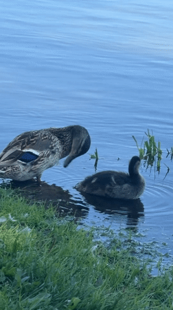 Ducks and ducklings on the Yenisei River, Krasnoyarsk