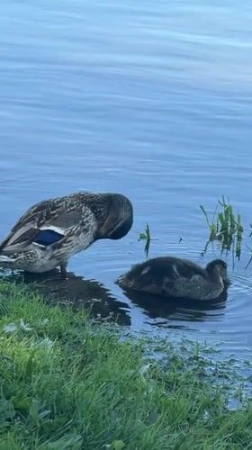 Ducks and ducklings on the Yenisei River, Krasnoyarsk