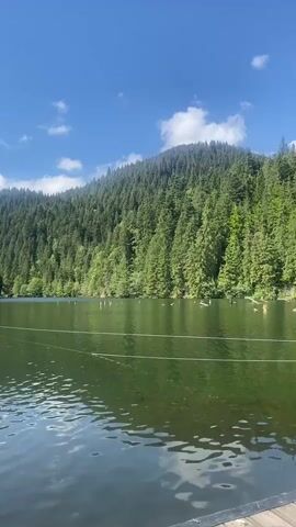 This video is a slow, panning shot of a serene lake surrounded by a dense, lush green forest. The water is calm and reflects the bright blue sky dotted with white clouds. Several logs and posts are visible poking out of the water's surface, hinting at a submerged structure or a past logging operation. A thin, light-colored rope stretches across the lake in the foreground, appearing to be a boundary marker or a guide. A flock of birds, likely ducks, are scattered across the water in the middle ground. The trees on the surrounding hillsides are a mix of evergreen and deciduous, creating a rich tapestry of green hues. The overall atmosphere is peaceful and natural, suggesting a remote and untouched landscape.
