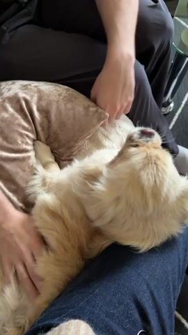 A small, light-colored dog is lying on its back in someone's lap. Its eyes are open, and its mouth is slightly open. A person's hand is petting the dog's chest. The dog is on a patterned rug, and there are people and furniture in the background.