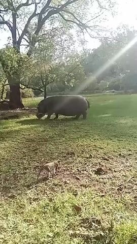 The video shows a hippopotamus and a monkey in a grassy field with trees. The hippopotamus is large and gray, and it is grazing on the grass. The monkey is small and brown, and it is walking around near the hippopotamus. The scene is illuminated by sunlight.