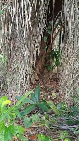 A low-angle shot looks up at the trunk and dead fronds of a palm tree. Green leaves and vines grow around the trunk. The ground is covered in dead leaves and grass.