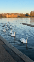 Dawn waterfowl gathering observed at London park lake