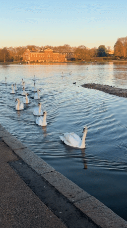 Dawn waterfowl gathering observed at London park lake