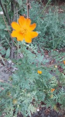 Wildflowers, street birds, and a parked motorcycle in Dnipro
