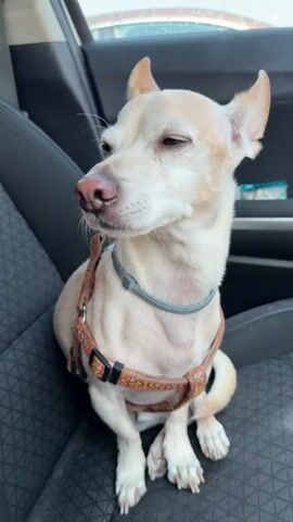 A chihuahua dog is sitting in the passenger seat of a car. The dog is wearing a harness and a collar. The dog's ears are perked up and its eyes are open. The dog is looking to the right of the frame. The car seat is black and has a textured pattern. The background of the image is blurred but appears to be a car interior. There are three distinct blinks of the dog's eyes throughout the video.