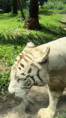White Tiger Spotted in Wooded Area Near Blahbatuh, Indonesia