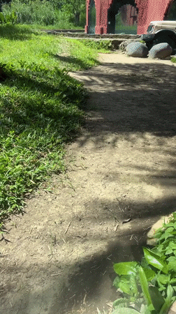 White Tiger Spotted in Wooded Area Near Blahbatuh, Indonesia