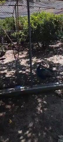The video shows two peacocks inside a fenced enclosure. The peacock on the right is blue and green, with a crest on its head. It is standing near a fence post. The peacock on the left is further away and appears to be brown and tan. It is walking away from the camera. The ground inside the enclosure is dirt and leaves, and there are some trees and bushes visible. The sun is shining, casting shadows on the ground.