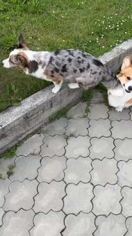 The video shows three dogs walking on a paved path. The first dog is a corgi, tan and black, looking down. Another dog, a black and white border collie, walks away from the camera. A third dog, a merle corgi, stands facing away from the camera. The dogs then turn and walk in a line, with the merle corgi in the lead, followed by the tan and black corgi, and then the border collie. They walk up a set of stairs and onto a grassy hill. The tan and black corgi stops and looks back. The merle corgi and border collie continue up the hill.