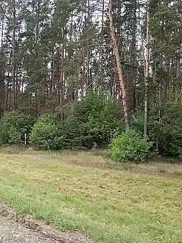 This media file captures a view from a moving vehicle, likely a car, traveling along a road. The scene is dominated by a dense forest on the right side of the frame. The trees are a mix of tall pines and shorter deciduous trees, with lush green foliage, indicating a time of year likely late spring or summer. The forest appears to be a natural, undeveloped area.

In the foreground, there is a grassy verge with some dry grasses and weeds, suggesting a natural landscape bordering the road. There are also a couple of road markers visible, one with red and white stripes, which are common on rural roads in Belarus. The sky is overcast, indicating a cloudy day with diffused light, making it difficult to determine the exact time of day, but it appears to be daytime.

The movement of the camera suggests the vehicle is traveling at a moderate speed. There are no people visible in the media. The overall impression is of a scenic drive through a forested rural area. The location context points to the Hozhski Village Council in Belarus. The visual quality is somewhat grainy, consistent with older video footage or a low-resolution recording. There is no visible text in the frames.