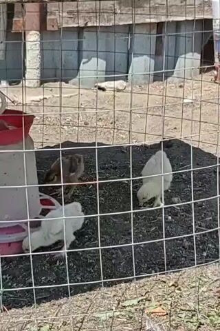 A wire fence encloses a dirt area where three small chickens are pecking at the ground. One chicken is light brown and two are white. A red and white feeder is to the left of the chickens. In the background, a wooden structure with metal siding is visible.