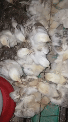 Chicks huddle and feed in a small coop in rural Indonesia
