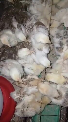 Chicks huddle and feed in a small coop in rural Indonesia