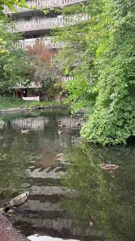 A body of water, likely a pond or slow-moving stream, is the main focus of the video. Several ducks are visible swimming in the water. In the background, a multi-story building with a light-colored facade and balconies is partially obscured by lush green trees. The water's surface is rippled, reflecting the surrounding foliage and the building. The overall scene suggests an urban or suburban environment with a natural element.