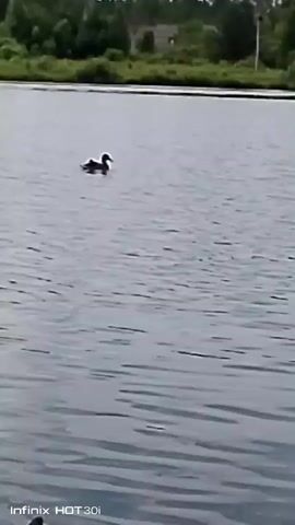The video shows a body of water with a duck swimming in the distance. In the foreground, partially submerged in the water, is the back of a dog. The dog appears to be a German Shepherd, with dark fur on its back and lighter brown fur on its head and ears. The dog is facing away from the camera, looking towards the duck. The water is calm with slight ripples. The background is out of focus, showing greenery and a hint of structures. The timestamp indicates the video is short.