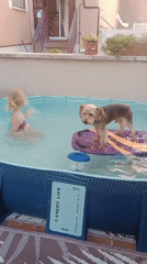 Dog on a float, kid in the pool, summer afternoon in Galapagar