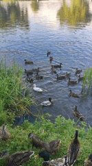 Ducks on a pond, dense greenery over still water