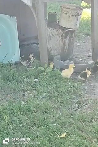 The video captures an outdoor scene with several ducks. In the foreground, a group of ducklings are gathered near a trough. One duckling is yellow, and the others are darker with brown and black markings. A larger duck with white and black plumage stands behind them, facing away from the camera. To the right, another duckling with brown and white feathers stands alone. In the background, more ducklings are visible, including a yellow one near a wooden structure. The environment appears to be a farmyard or rural area, with dirt ground and patches of grass. The lighting suggests it is daytime, possibly late afternoon given the timestamp overlay indicating July 17, 2026, at 6:18 PM. The camera is positioned at a low angle, looking slightly upwards.