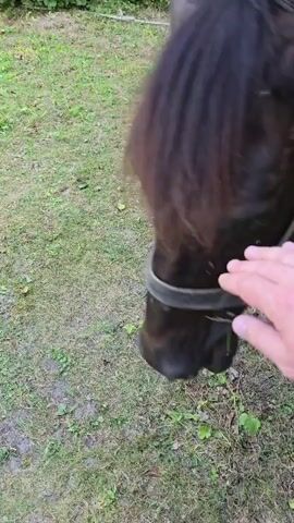 A human hand is seen gently stroking the head of a dark-colored horse. The horse is wearing a bridle. The background consists of a grassy, outdoor environment with some vegetation. The video is a close-up shot focusing on the interaction between the hand and the horse's head.