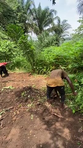 The video shows two individuals engaged in manual labor in a lush, tropical environment. In the foreground, a person wearing a brown shirt and dark pants is using a shovel to till the soil. The ground is a mix of dark earth, uprooted vegetation, and scattered debris. Behind and to the left, another individual in a red shirt and dark pants is also working the soil, bent over and seemingly digging. The background is dense with vegetation, including palm trees and broad-leafed plants, suggesting a jungle or forest setting. The overall scene depicts agricultural work being done outdoors.