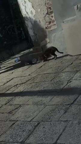 A cat is seen eating from a bowl on a paved patio. Another cat sits to the left. In the background, a dilapidated wall and some foliage are visible.