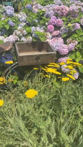 The video shows a close-up shot of a bicycle parked in front of a dense display of hydrangeas and yellow yarrow flowers. The bicycle has a brown leather seat and a wooden crate attached to the rear rack. The crate is empty and positioned at a slight angle. The hydrangeas behind the bicycle are a mix of purple, pink, and light blue, with some green leaves interspersed. The yellow yarrow flowers are in the foreground and mid-ground, creating a vibrant contrast with the hydrangeas. The overall impression is a charming, rustic, garden scene.