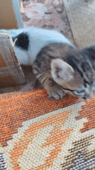 Kittens exploring a Konyaaltı home, inside and out