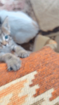 Kittens exploring a Konyaaltı home, inside and out