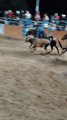 Nighttime vaquejada competition held in Tinaquillo, Venezuela